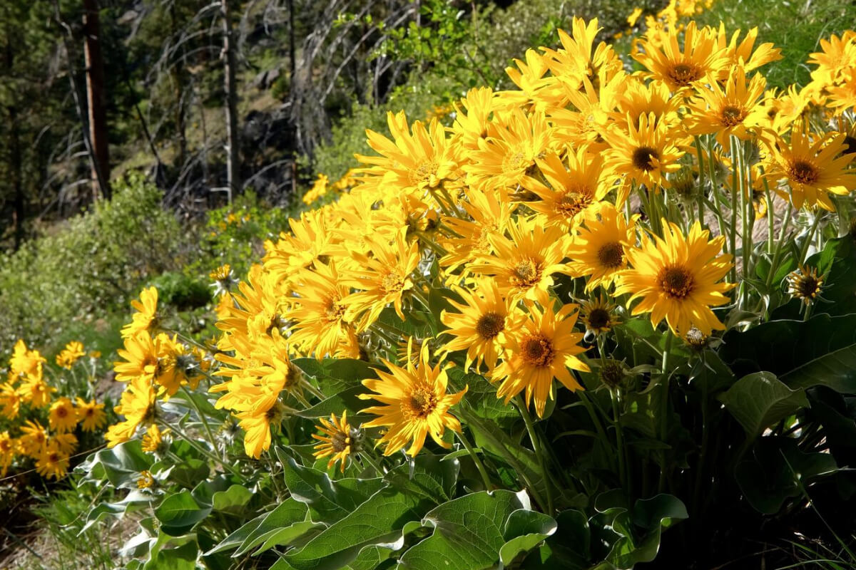 How To Say Arnica In English Arnica: What Is It, When and How to Use It – Kanjo