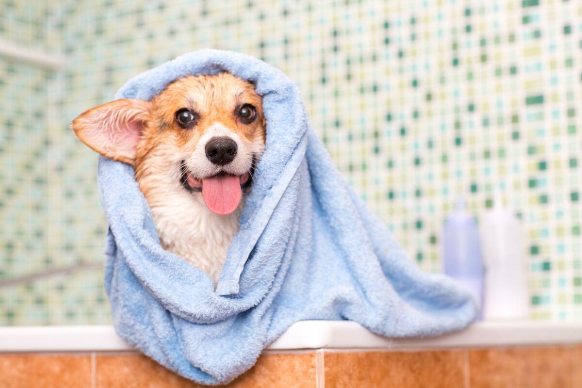 A dog wrapped in a towel after a bath